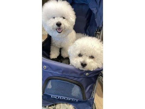 Orjinal kar beyaz bichon frise yavrular