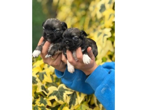 A kalite maltipoo