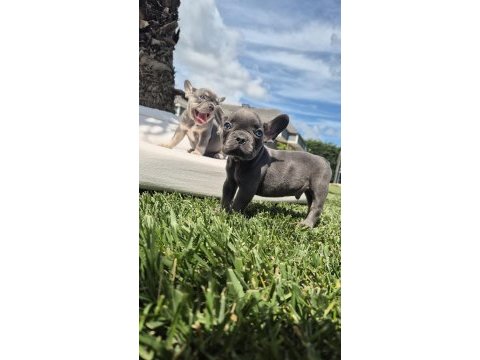 Muhteşem renklerden french bulldog yavruları istanbul