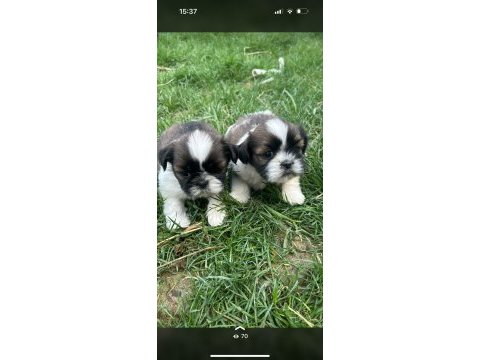 Safkan anne altından shih tzu yavrular -gaziantep
