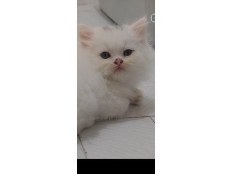 British longhair beyaz kedimiz