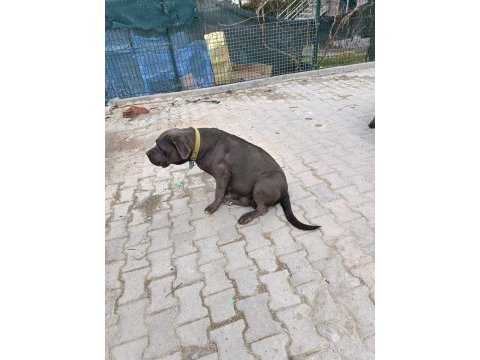 A kalite cane corso yavrular
