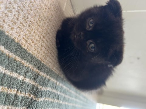 Son iki gri ve cinnamon renklerde scottish fold yavrularımız