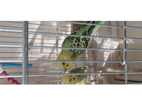 3-6 aylık bebek muhabbet kuşu yavrularımız