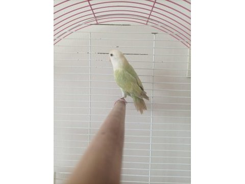 Erkek sevda papağanı ismi kavun