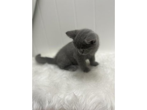 British shorthair yavru