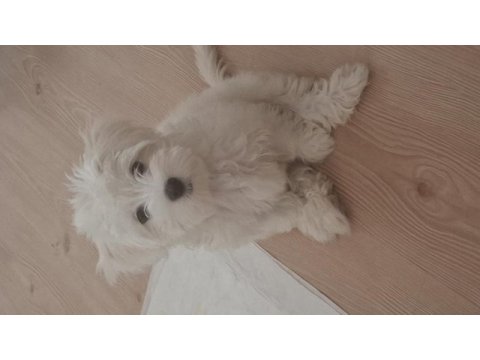 2.5 aylık maltipoo fındık bey