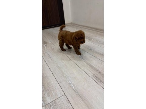 Evinizin neşesi poodle bebekler