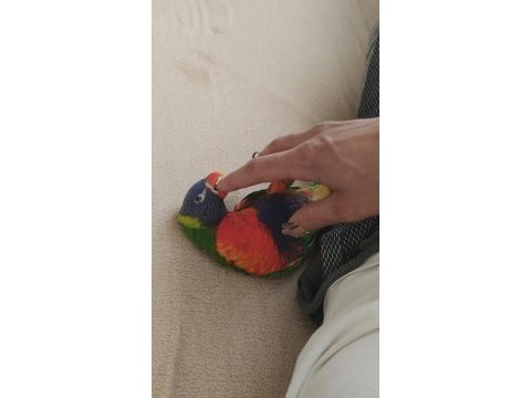 Lori papağanı iki yaşında