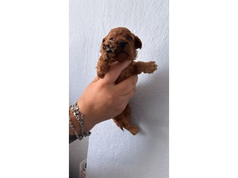 Toy poodle yavrularımız