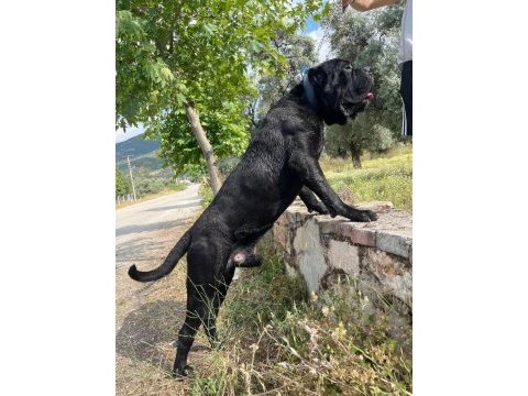 A şecereli kif kayıtlı dev cane corso