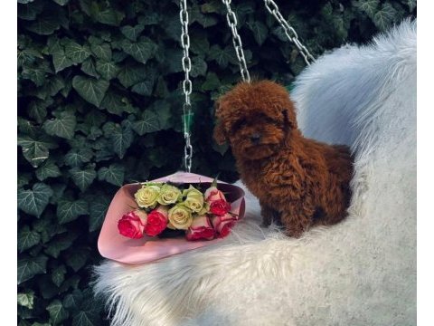 Cinsinin en iyisi poodle