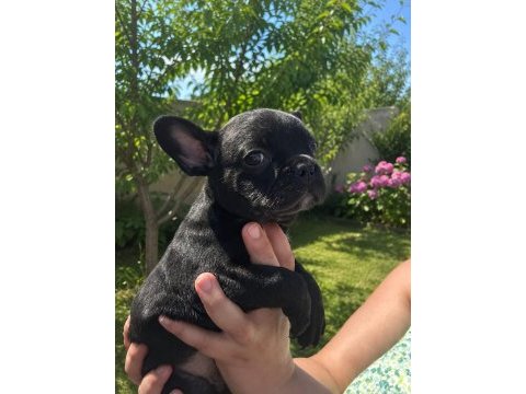 Siyah erkek french bulldog yavrumuz sahibini arıyor
