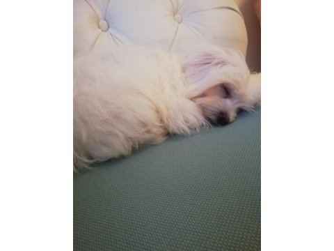 Maltese terrier paşa