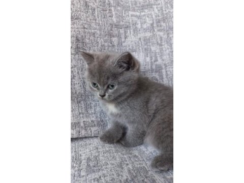 British shorthair gri dişi yavru