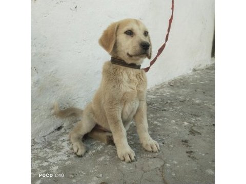 Dişi yavru köpeğimiz