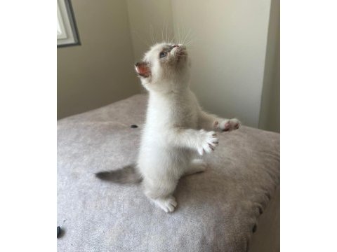 Scottish fold yavrumuz