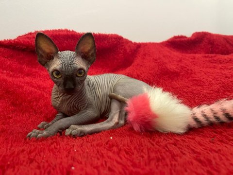 Sphynx sfenks tüysüz dişi erkek yavruları