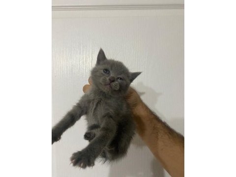 Tatlış british shorthair yavrular sahiplerini bekliyor