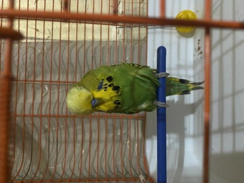 Show jumbo vasıflı muhabbet kuşu