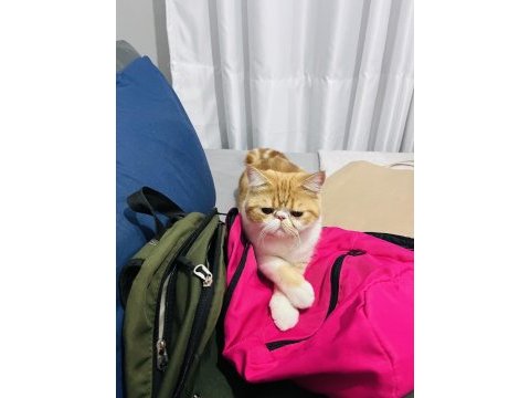 Erkek 1.5 yaşında iran kedisi