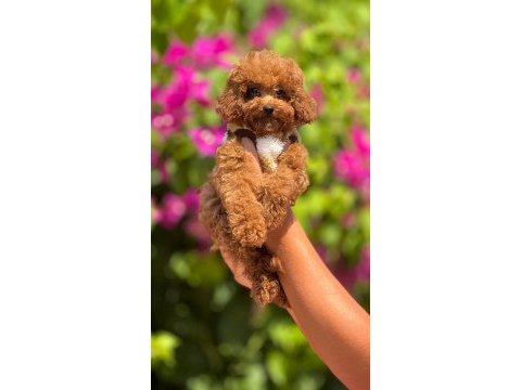 Poodle toy köpeğim