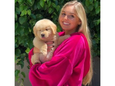 Golden retriever yavrularımız