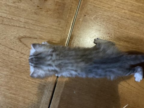 Kedi sahiplendirme british shorthair
