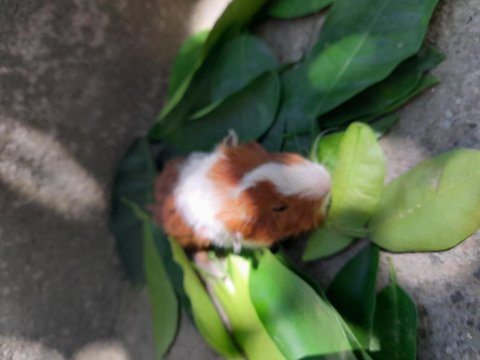 Ginepig yavrusu
