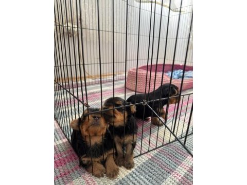 Yorkshire terrier (3 tane) 2 kız 1 erkek yavrumuz