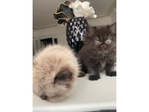 Evinizin chinchilla yeni neşesi sizi bekliyor