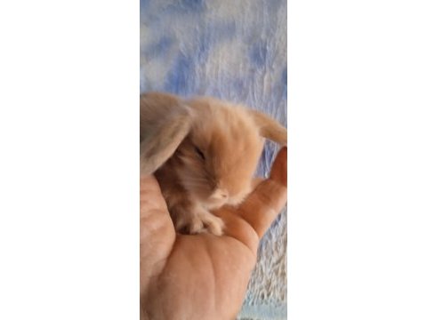 Hollanda teddy lop tavşanı yavrular