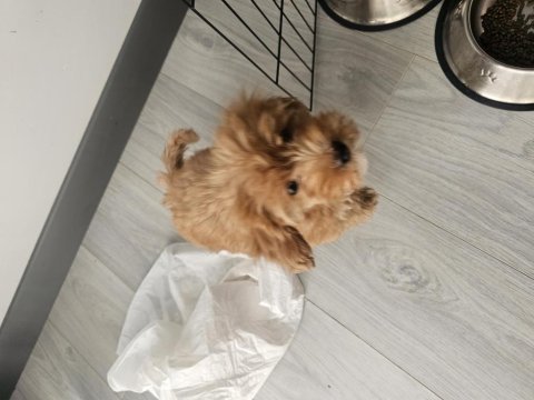 2 aylık bebek maltipoo