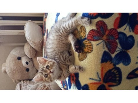 British shorthair ve british golden yavrularımız