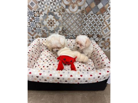 Korean maltipoo 1 buçuk kg olacak ev ortamı