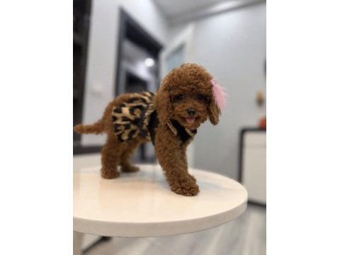 Güler yüzlü teddy face toy boy dişi poodle yavrumuz