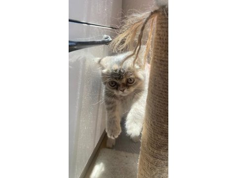 Dışı british shorthair 2.5 aylık yavru kedi