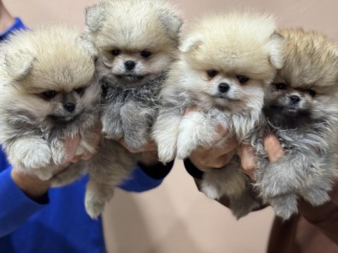 Petmode köpek çiftliğinden teddy pomeranin boo