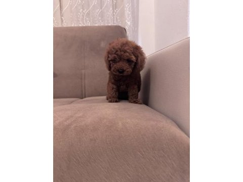 Toy poodle yavrularım yeni evini beliyorrr