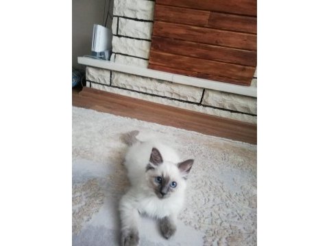 Safkan erkek ragdoll