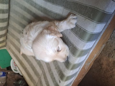 Ücretsiz golden retriever köpekler