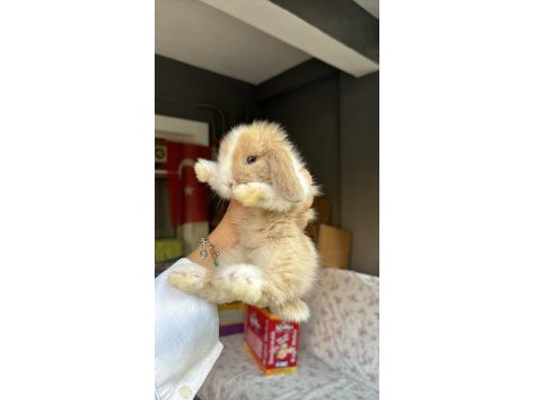 Safkan hollanda lop tavşanlar