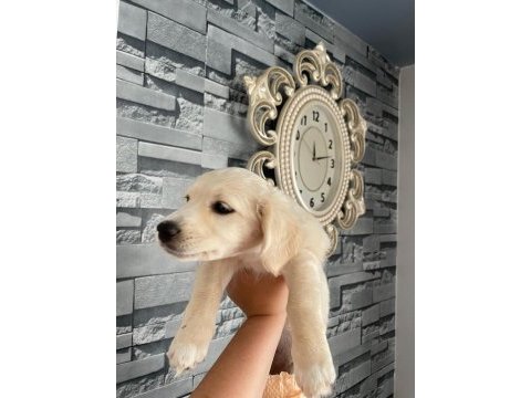 Miya sevgi delisi ve oyuncudur 2 aylık köpeğimiz