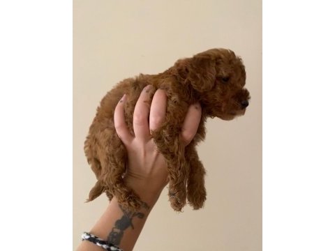 2 aylık safkan toy poodle