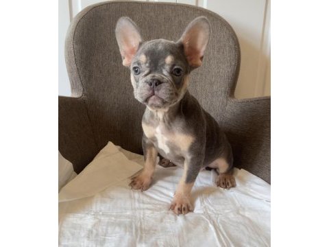 Ev bakımı french bulldog yavrularım