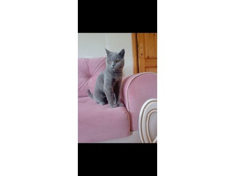 1 yaşında ayı surat british shorthair