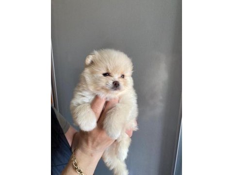 2 erkek ve 1 dişi yavru pomeranian