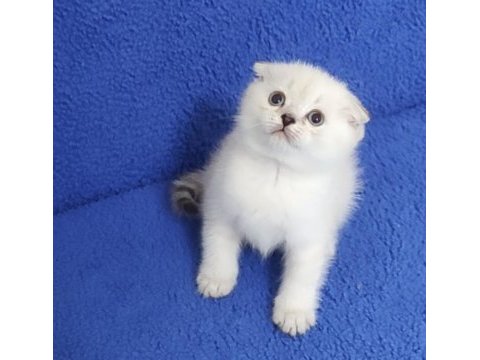 Teslime hazır mükemmel bir scottish fold