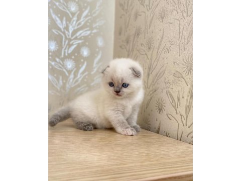 A kalite scottish fold blue point