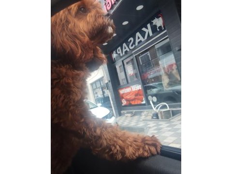 Toy poodle köpeği